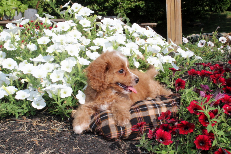 puppy, for, sale, Cavapoo, Matthew B. Stoltzfus, dog, breeder, Gap, PA, dog-breeder, puppy-for-sale, forsale, nearby, find, puppyfind, locator, puppylocator, aca